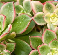 Billabong Garden Complex  Cafe - Tourism Search