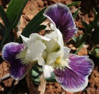 Sunshine Iris Nursery - Tourism Search