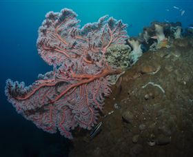 Luncheon Bay Dive Site - Tourism Search 0