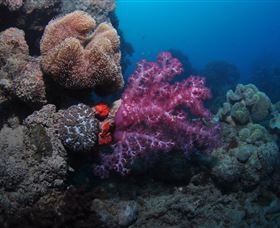 Luncheon Bay Dive Site - Tourism Search 3