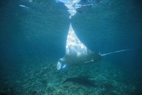 Manta Ray Bay Dive Site - Tourism Search 0
