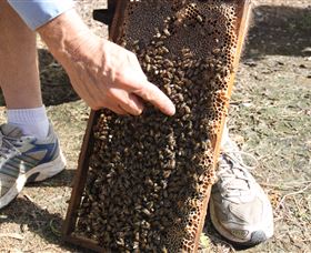 Bees On Keswick Island - Tourism Search 1
