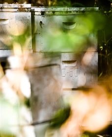 Bees On Keswick Island - Tourism Search 0