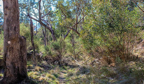 Eualdrie Walking Track - Tourism Search 1