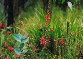 Enfield State Park - Tourism Search 0