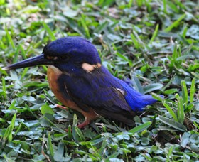 Mount Arthur Reserve - Tourism Search 1