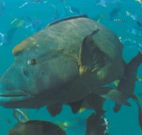 Fairey Reef - Tourism Search