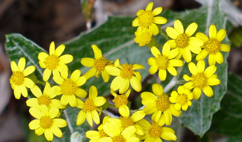 The Rock Nature Reserve - Kengal Aboriginal Place - Tourism Search 1