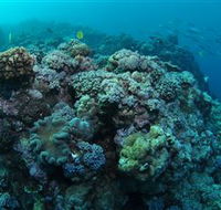 Manta Ray Drop Off Dive Site - Tourism Search