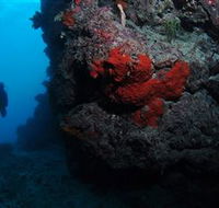 Stepping Stones Dive Site - Tourism Search