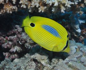 Clam Gardens Dive Site - Tourism Search 1