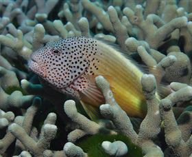 Clam Gardens Dive Site - Tourism Search 3