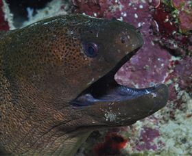 Clam Gardens Dive Site - Tourism Search 2