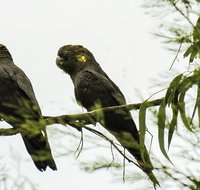 Conimbla National Park - Tourism Search