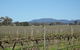 Monument Vineyard - thumb 1