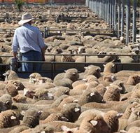 Livestock Marketing Centre - Tourism Search
