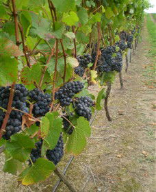 Gisborne Peak Winery - Tourism Search 4