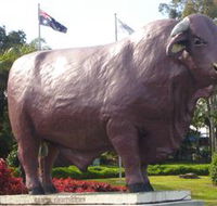 Rockhampton Bull Statues - Tourism Search