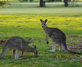 Benalla Golf Club - Tourism Search 1