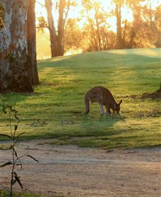 Benalla Golf Club - Tourism Search 4