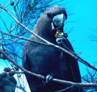 Mount Archer National Park - Tourism Search