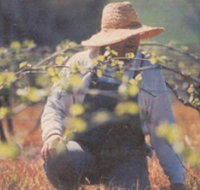 Canobolas Smith Winery - Tourism Search