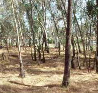 Chiltern-Mt Pilot National Park - Tourism Search