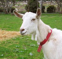 Dunkell Goats - Tourism Search