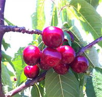 Ballinaclash Orchard and Cellar Door - Tourism Search