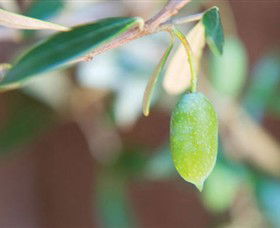 The Olive Shop - Milawa - Tourism Search 1