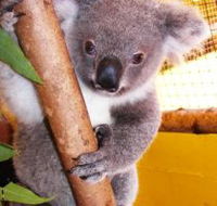 Cooberrie Park Wildlife Sanctuary - Tourism Search