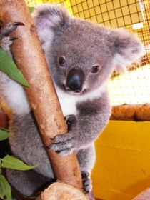 Cooberrie Park Wildlife Sanctuary - Tourism Search 0