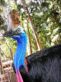 Cooberrie Park Wildlife Sanctuary - Tourism Search 1