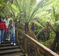 Otway Fly Treetop Adventures - Tourism Search