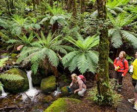 Baw Baw National Park - Tourism Search 0