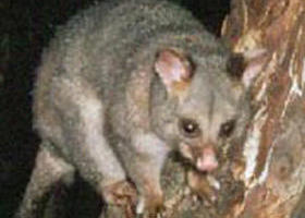 Moondarra State Park - Tourism Search 0