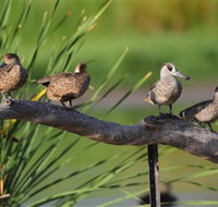 Jerrabomberra Wetlands - Tourism Search