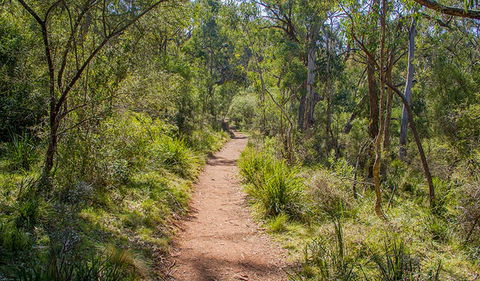 Mares Forest Creek Walking Track - Tourism Search 0
