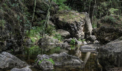 Mares Forest Creek Walking Track - Tourism Search 1