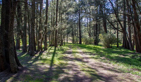 Wombeyan Waterfall Walking Track - Tourism Search 0