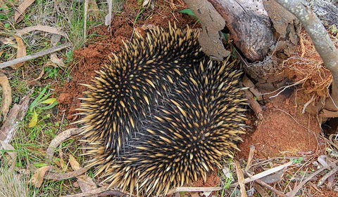 Wombeyan Waterfall Walking Track - Tourism Search 2