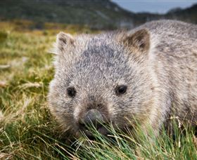 Kosciuszko National Park - Tourism Search 1
