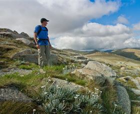 Kosciuszko National Park - Tourism Search 3