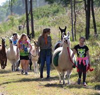 Ottaba Llamas - Tourism Search