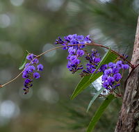 Mann River Nature Reserve - Tourism Search