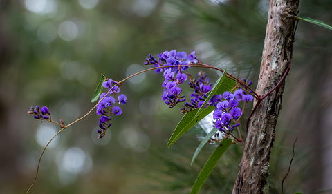 Mann River Nature Reserve - Tourism Search 0