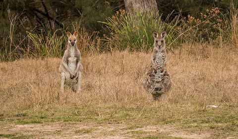 Mann River Nature Reserve - Tourism Search 1
