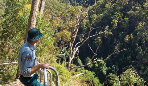 Lyrebird Falls Walking Track - Tourism Search 1
