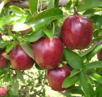 Top 40 Orchard - Tourism Search