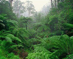 Tarra Bulga National Park - Tourism Search 0